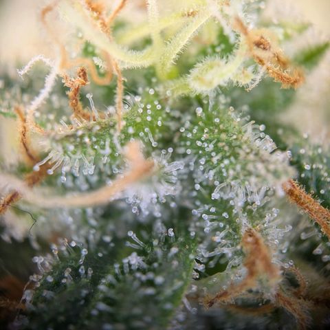 ENT III growlog timeline photo