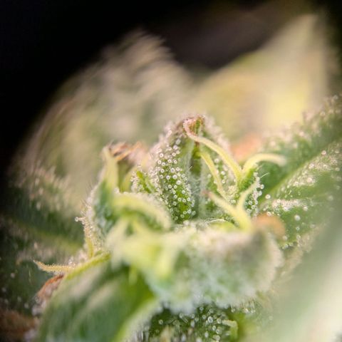 ENT III growlog timeline photo