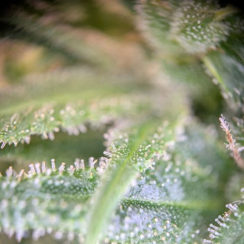 ENT III growlog timeline photo