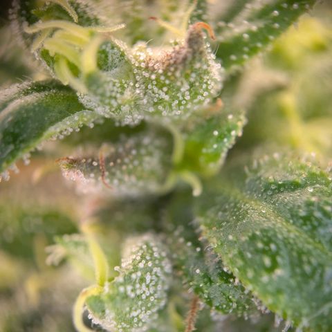 ENT III growlog timeline photo
