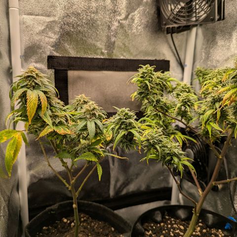 ENT III growlog timeline photo