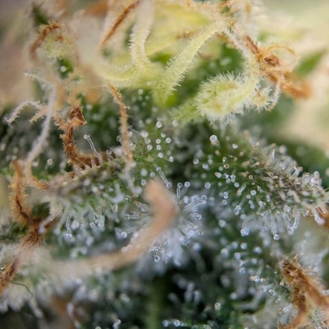 ENT III growlog timeline photo