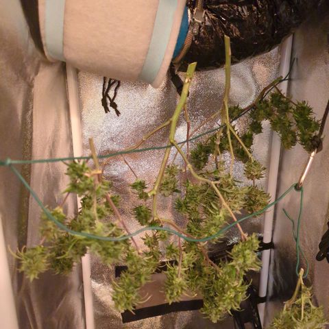 ENT III growlog timeline photo