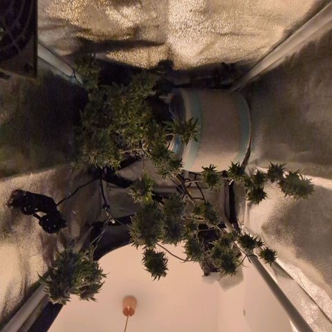 ENT III growlog timeline photo