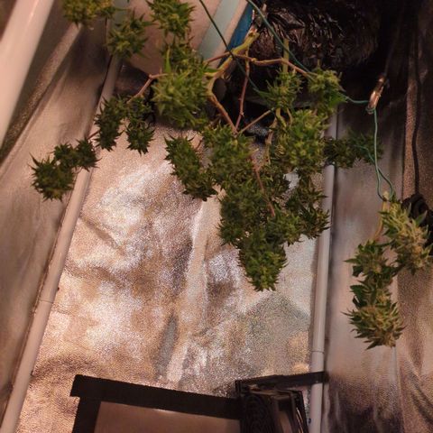 ENT III growlog timeline photo