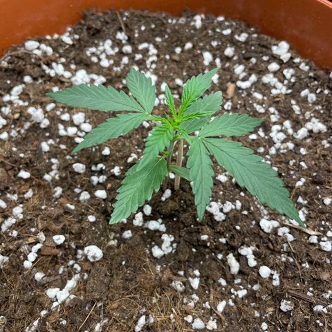 Strawberry Banana Auto by Fastbuds growlog timeline photo