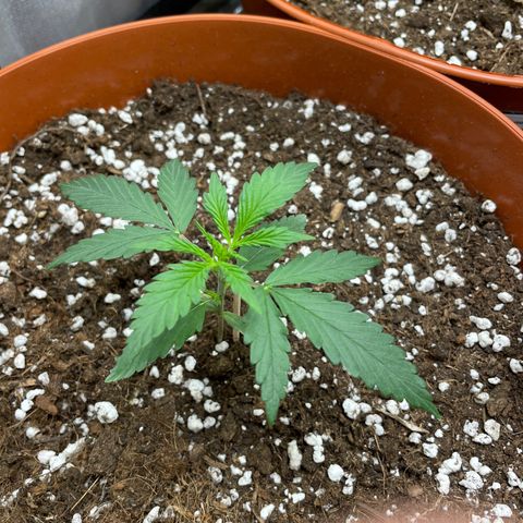 Strawberry Banana Auto by Fastbuds growlog timeline photo