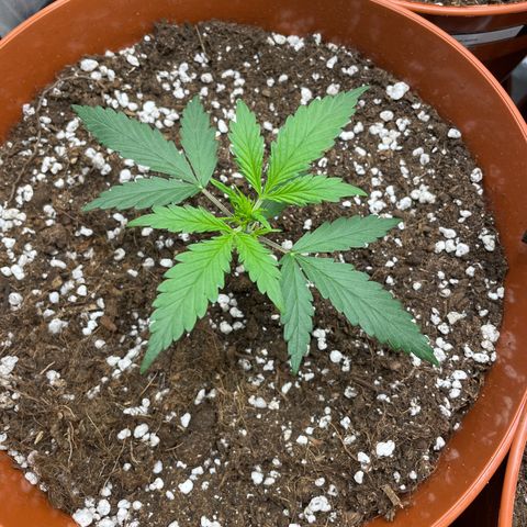 Strawberry Banana Auto by Fastbuds growlog timeline photo