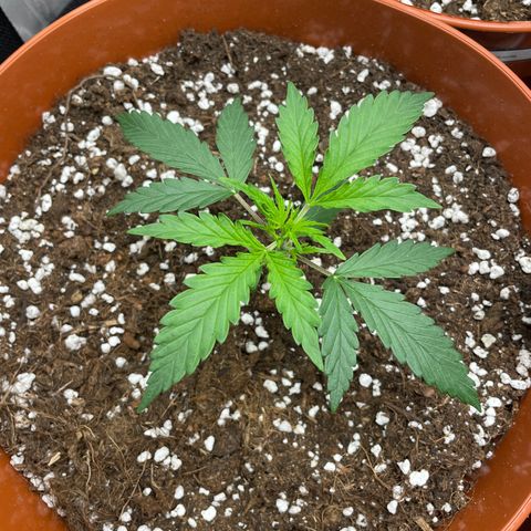 Strawberry Banana Auto by Fastbuds growlog timeline photo