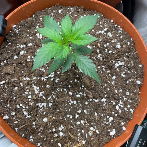 West Coast O.G. Auto by Fastbuds growlog timeline photo
