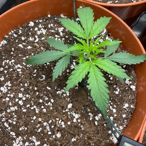 Strawberry Banana Auto by Fastbuds growlog timeline photo