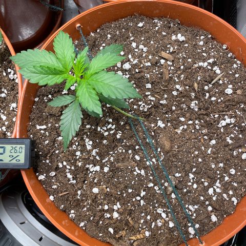 West Coast O.G. Auto by Fastbuds growlog timeline photo