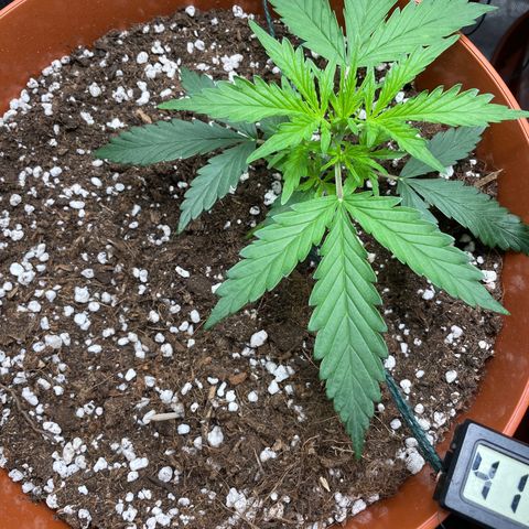 Strawberry Banana Auto by Fastbuds growlog timeline photo