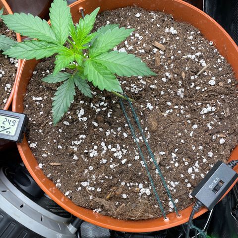 West Coast O.G. Auto by Fastbuds growlog timeline photo