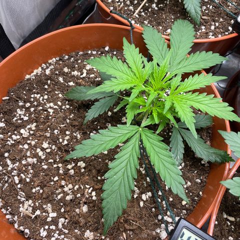 Strawberry Banana Auto by Fastbuds growlog timeline photo