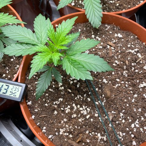 West Coast O.G. Auto by Fastbuds growlog timeline photo