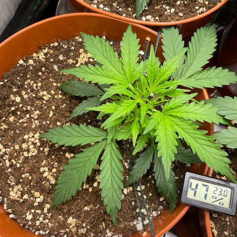 Strawberry Banana Auto by Fastbuds growlog timeline photo