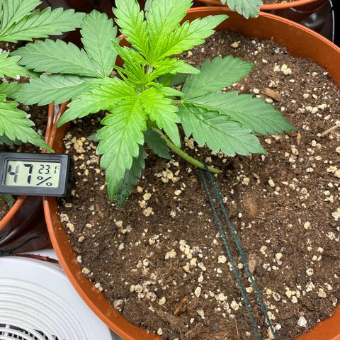West Coast O.G. Auto by Fastbuds growlog timeline photo