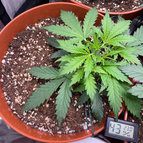 Strawberry Banana Auto by Fastbuds growlog timeline photo
