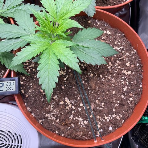 West Coast O.G. Auto by Fastbuds growlog timeline photo