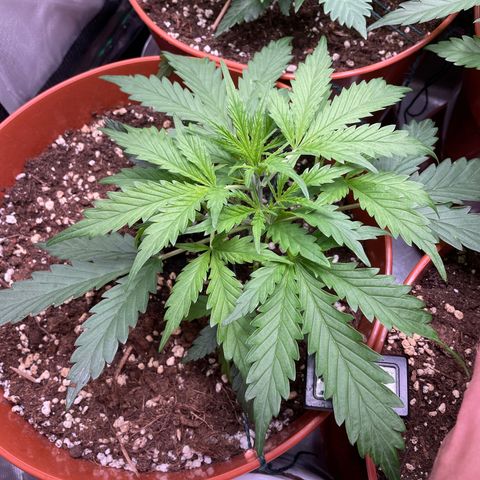 Strawberry Banana Auto by Fastbuds growlog timeline photo
