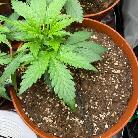 West Coast O.G. Auto by Fastbuds growlog timeline photo