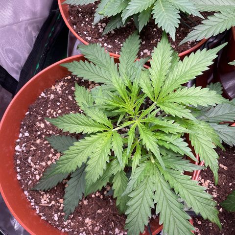 Strawberry Banana Auto by Fastbuds growlog timeline photo