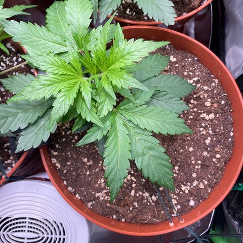 West Coast O.G. Auto by Fastbuds growlog timeline photo