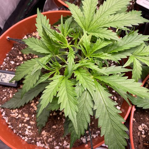 Strawberry Banana Auto by Fastbuds growlog timeline photo