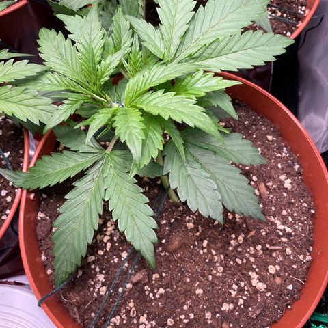 West Coast O.G. Auto by Fastbuds growlog timeline photo
