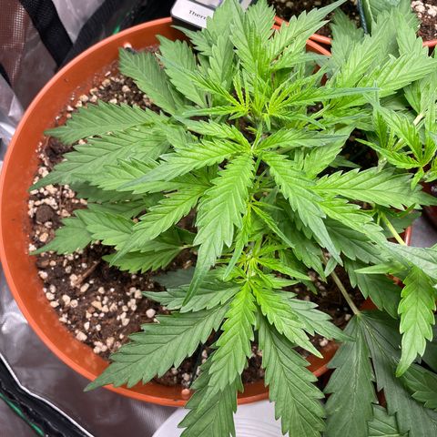 Strawberry Banana Auto by Fastbuds growlog timeline photo