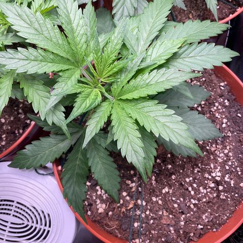 West Coast O.G. Auto by Fastbuds growlog timeline photo