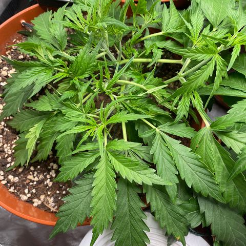 Strawberry Banana Auto by Fastbuds growlog timeline photo