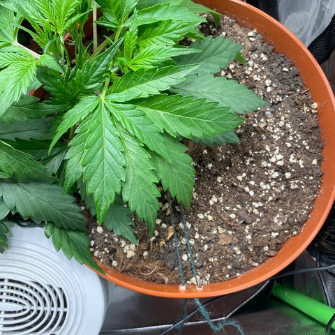 West Coast O.G. Auto by Fastbuds growlog timeline photo