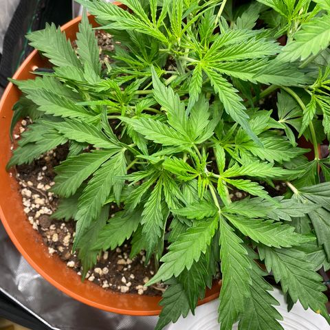 Strawberry Banana Auto by Fastbuds growlog timeline photo
