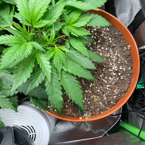 West Coast O.G. Auto by Fastbuds growlog timeline photo