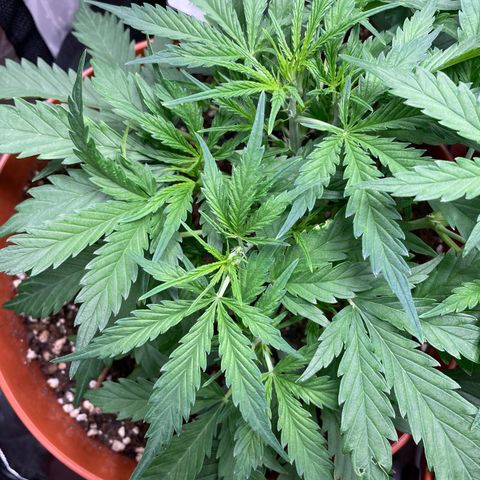 Strawberry Banana Auto by Fastbuds growlog timeline photo