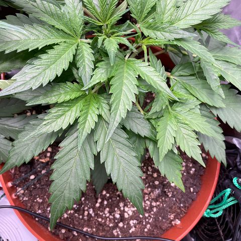 West Coast O.G. Auto by Fastbuds growlog timeline photo