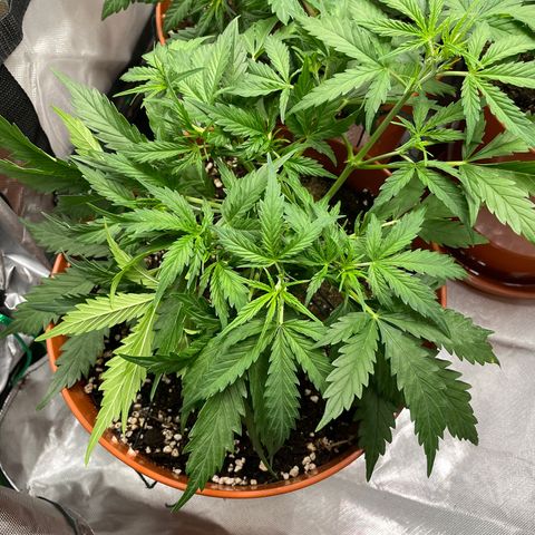 Strawberry Banana Auto by Fastbuds growlog timeline photo