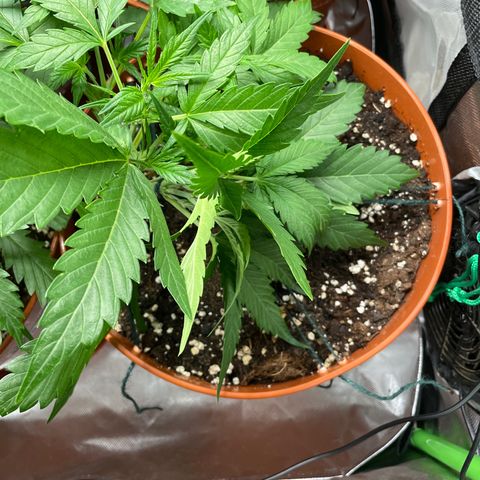 West Coast O.G. Auto by Fastbuds growlog timeline photo