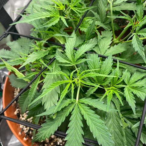 Strawberry Banana Auto by Fastbuds growlog timeline photo