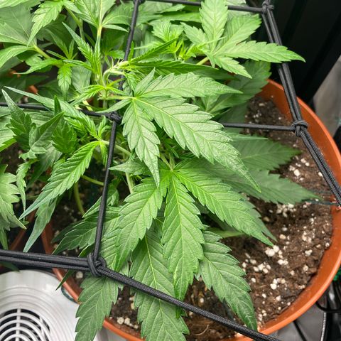 West Coast O.G. Auto by Fastbuds growlog timeline photo
