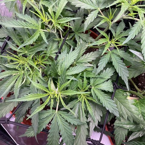 Strawberry Banana Auto by Fastbuds growlog timeline photo