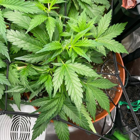 West Coast O.G. Auto by Fastbuds growlog timeline photo
