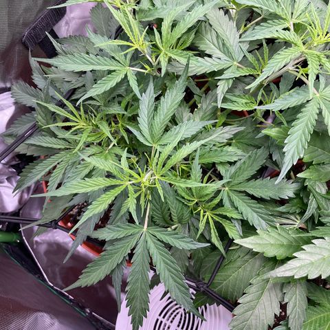 Strawberry Banana Auto by Fastbuds growlog timeline photo