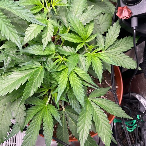 West Coast O.G. Auto by Fastbuds growlog timeline photo