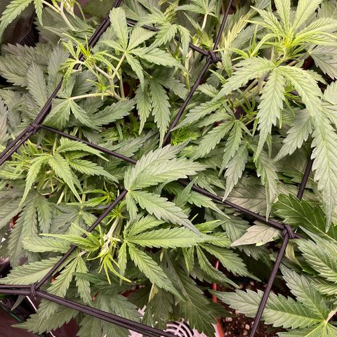Strawberry Banana Auto by Fastbuds growlog timeline photo