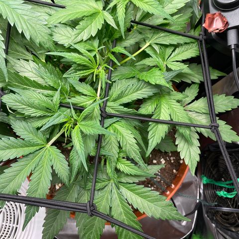West Coast O.G. Auto by Fastbuds growlog timeline photo