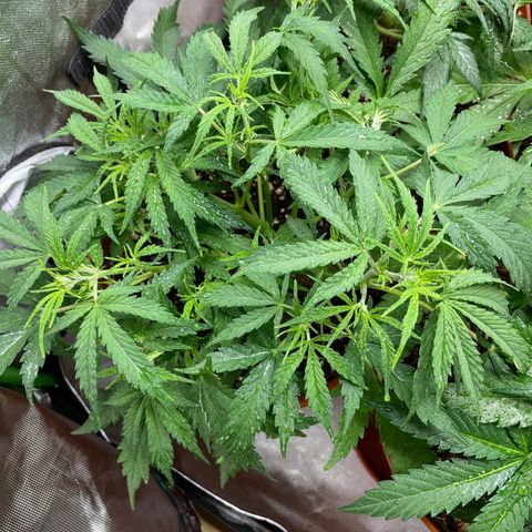 Strawberry Banana Auto by Fastbuds growlog timeline photo