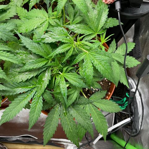 West Coast O.G. Auto by Fastbuds growlog timeline photo